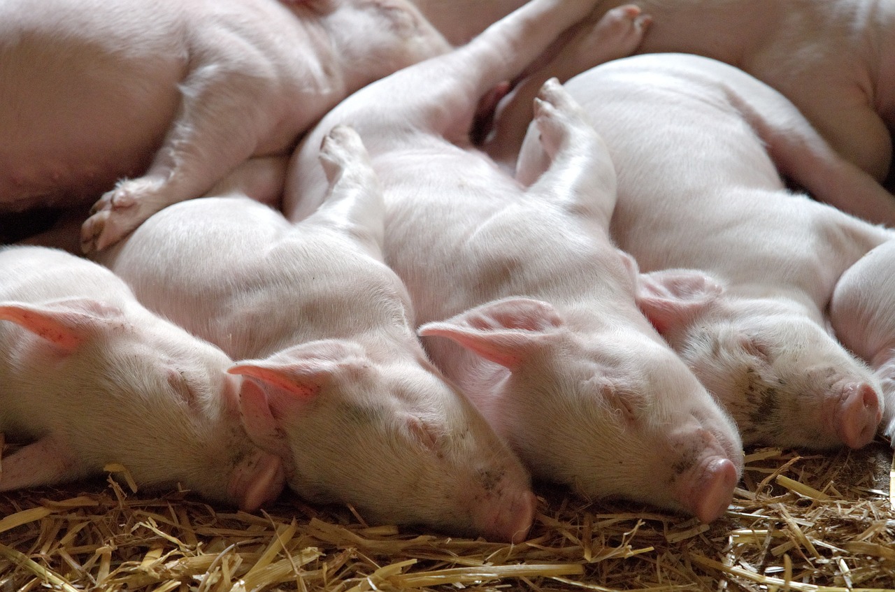China's pork output jumps 7% as herd glut grows